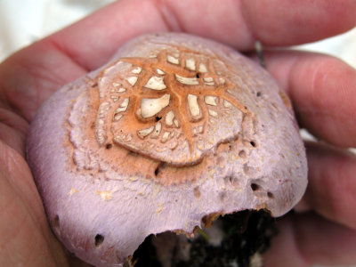 2b Mushroom