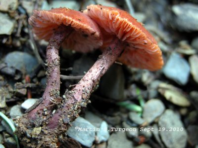 3 Mushroom