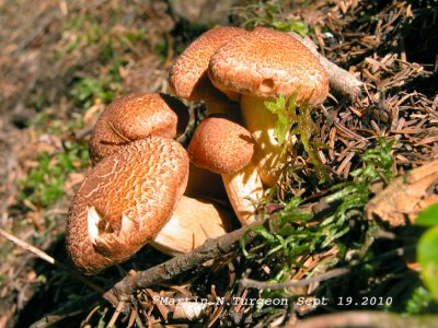 4 Mushroom