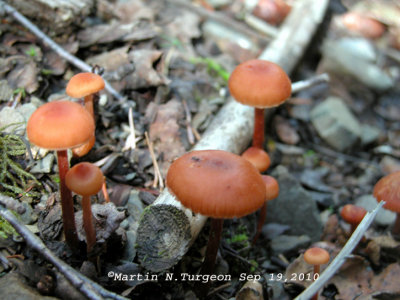 5 Mushroom