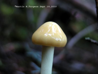 7 Mushroom