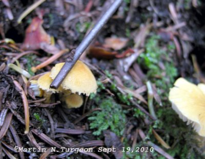 8 Mushroom