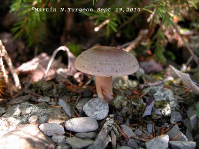 9 Mushroom