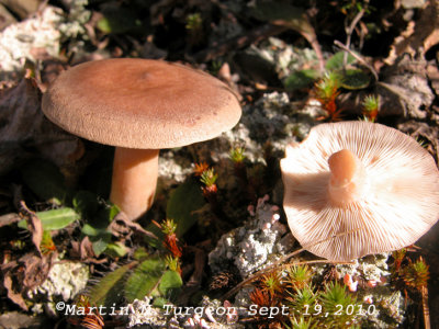 10 Mushroom