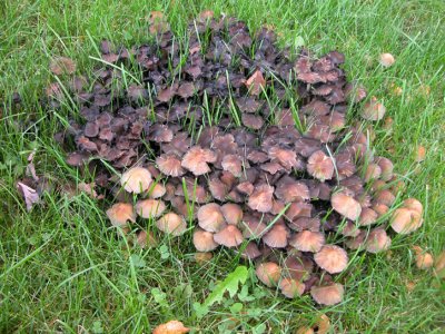 Mushroom  36