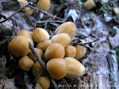 17a  Mushroom