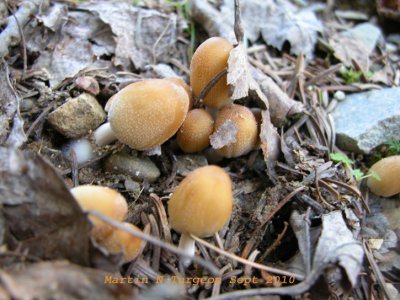 17b  Mushroom