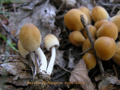 17c  Mushroom