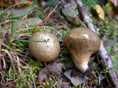 18b  Mushroom