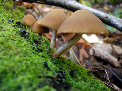20 Mushroom
