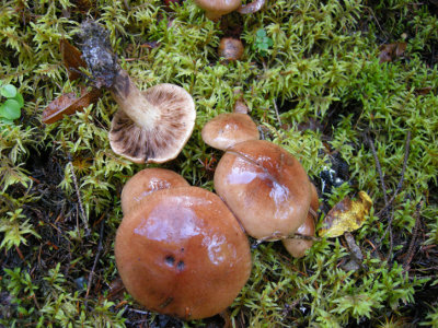 21 Mushroom