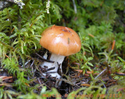 22a Mushroom