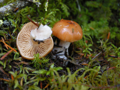 22b Mushroom
