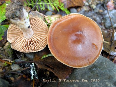 24 Mushroom