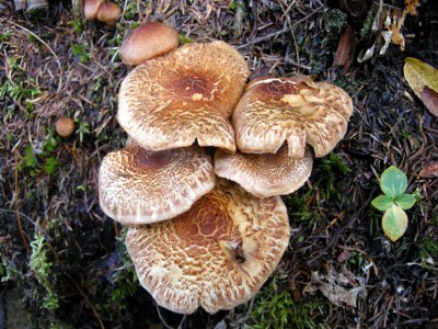 25 Mushroom