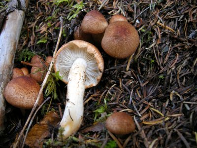 26 Mushroom