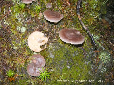 28 Mushroom
