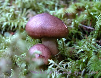 33  Mushroom