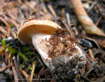 35a Mushroom