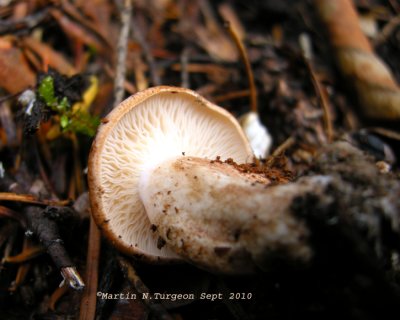 35b Mushroom