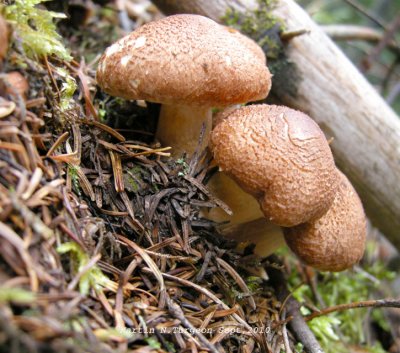 35c Mushroom