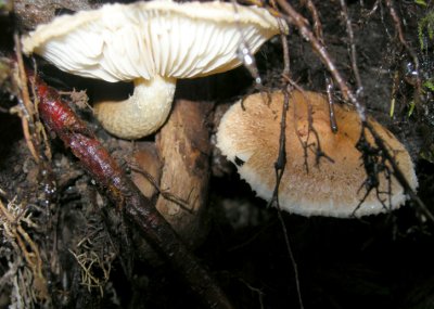 36a Mushroom