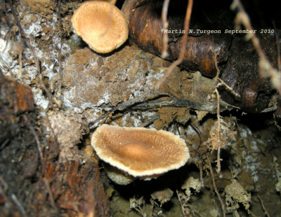 36b Mushroom