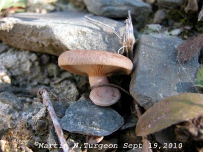 38 Mushroom