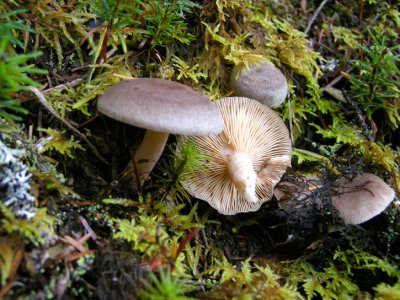 40 Mushroom