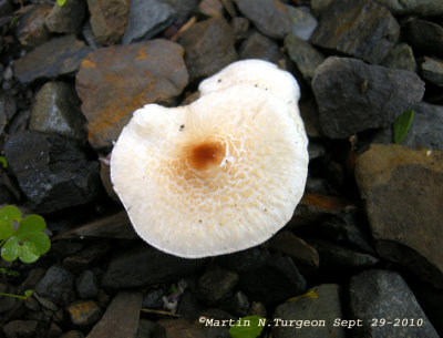 Mushroom possibly Lepiota cristata 1