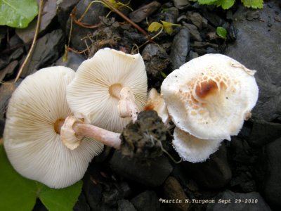 Mushroom possibly Lepiota cristata 2