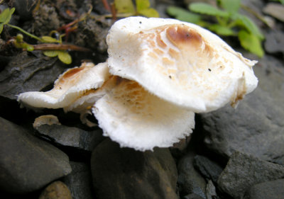 Mushroom possibly Lepiota cristata 3