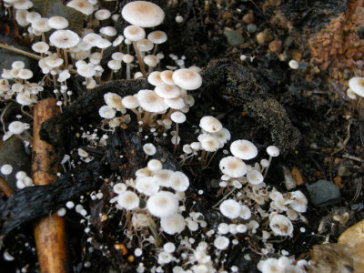 Mushroom probably Marasmius sp 1