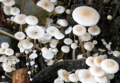 Mushroom probably Marasmius sp 2