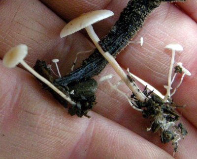 Mushroom probably Marasmius sp 3