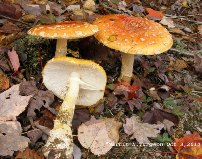 Amanita muscaria-Yellow-orange Fly Agaric/Amanite tue-mouche 4