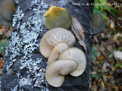 Sarcomyxa serotina - Pleurote tardif - Late Fall Oyster