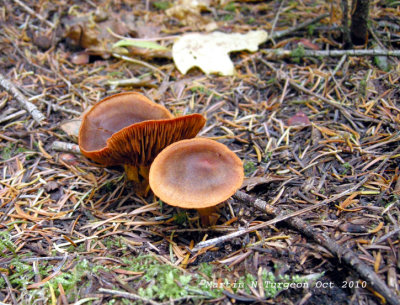 41a Mushroom