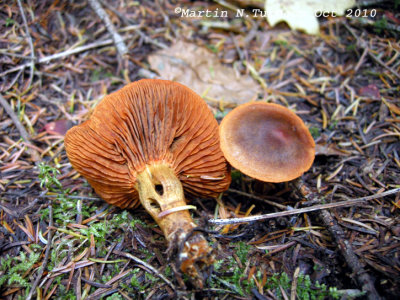 41b Mushroom