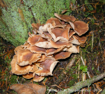 43 Mushroom
