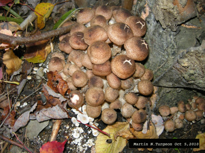 Mushroom 40a Oct 5 house