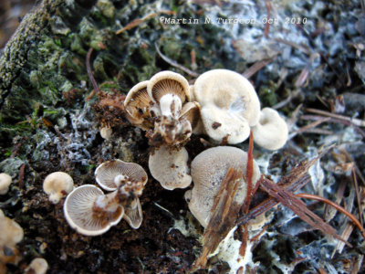 45 Mushroom