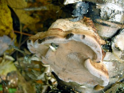 46 polypore Mushroom