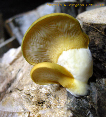 51a Mushroom