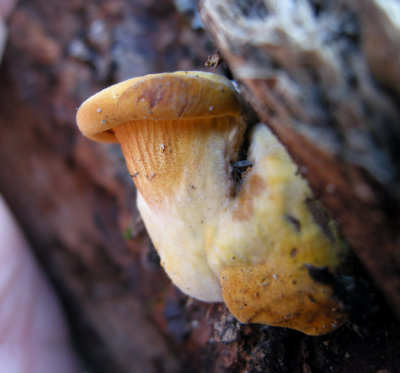 52 Mushroom