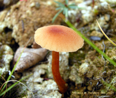 Mushroom 42