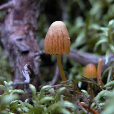 16c  Mushroom