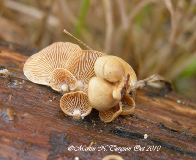 55b Mushroom