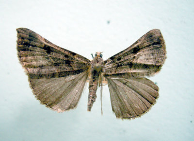 930575 (8452) Hypena( Bomolocha) edictalis