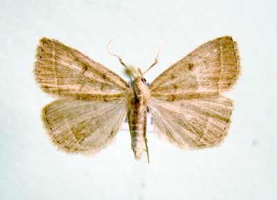930494 (8353) Zanclognatha ochreipennis